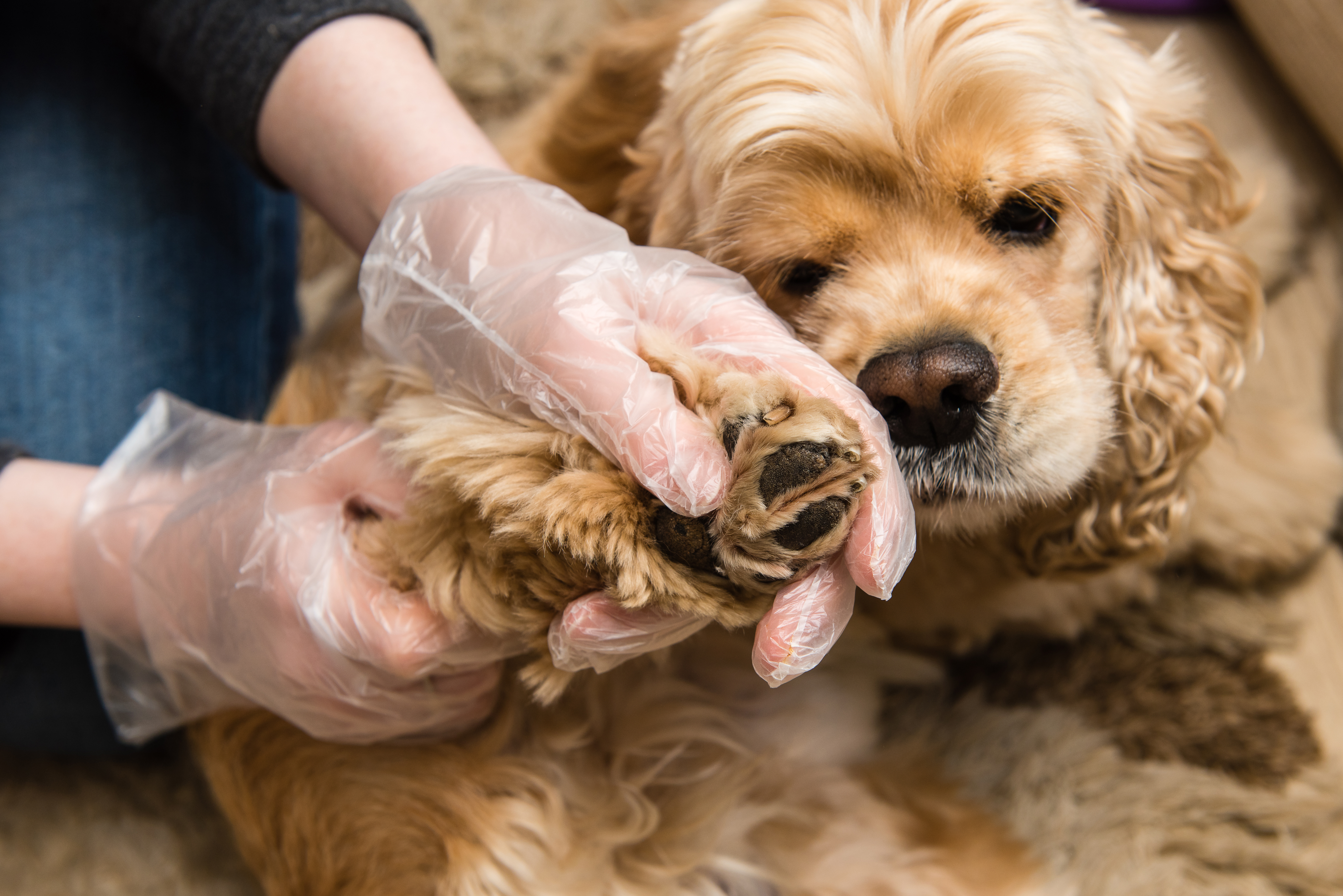 A veterinary professional wearing protective gloves carefully examines the paw of a Cocker Spaniel for signs of lyme disease in dogs. Since dogs can get lyme disease from a single infected tick bite, routine paw and skin checks are an essential part of prevention. 