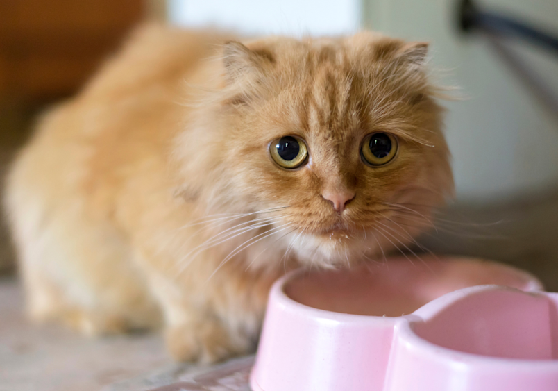 A ginger cat who seems to be struggling to eat. Is it one of cat sick symptoms?