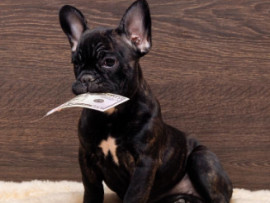 french bulldog puppy with money in mouth