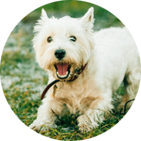 westie dog breed