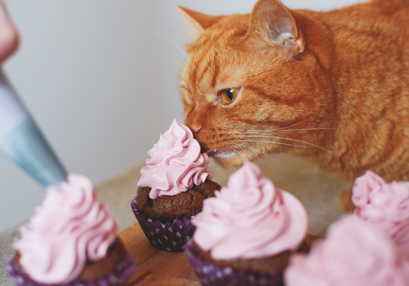 An orange tabby cat leans in to sniff a chocolate cupcake topped with pink frosting—a perfect example of why pet owners must understand highly toxic foods for cats. 