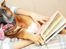 dog on lap while reading a book