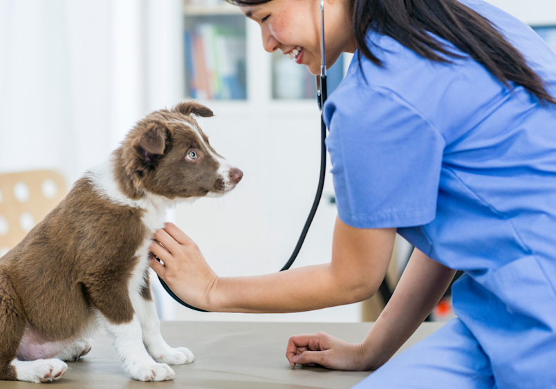 A veterinarian in blue scrubs gently examines a brown and white Border Collie puppy with a stethoscope, capturing an essential part of understanding how much does it cost to own a dog beyond the initial dog price. Routine wellness checkups like this one represent a significant portion of how much does a dog cost per year, making veterinary expenses a key factor when calculating overall dog cost.