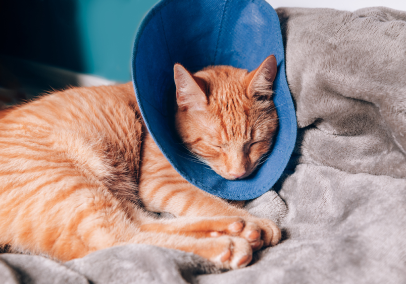 One of the side effects of a cat after neuter or spay is to sleep a lot. Just take a look at this cute orange cat found to be sleeping with a comfortable collar cone.