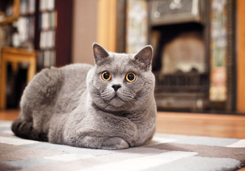 A stunning Russian Blue cat showcases the breed's signature features - plush gray coat, bright amber eyes, and that adorably round face - demonstrating why these elegant felines are treasured companions known for their long, healthy lifespans.