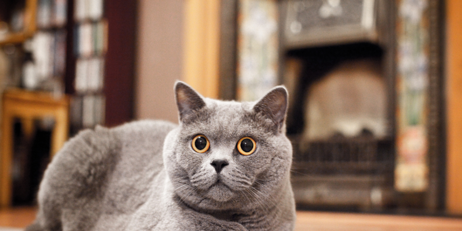 Cheap prussian blue cat on Sale