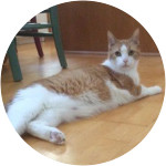 Andy- Domestic Shorthair