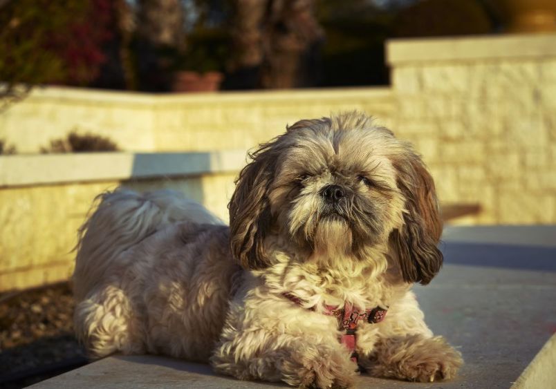 An adorable Shih-Poo puppy, a Shih Tzu Poodle mix, sits attentively. The small, fluffy dog showcases its unique blend of Shih Tzu and Poodle traits with a round face, large expressive eyes, and a soft, wavy coat.