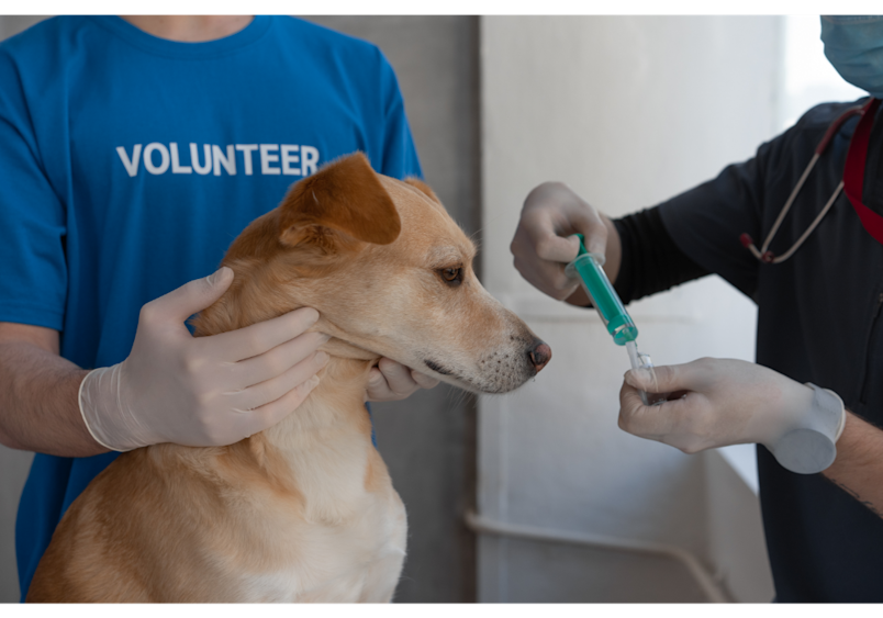 A volunteer in a blue shirt gently holds a tan-colored dog while a veterinary professional prepares to administer what appears to be a vaccination, illustrating the typical clinical setting where pet owners learn how much a rabies shot for a dog costs. 