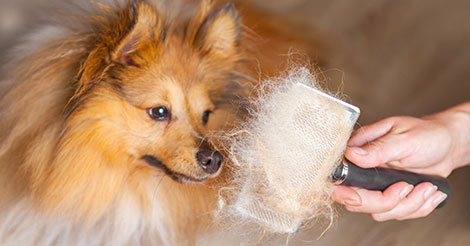 Dog blowing hotsell coat in winter