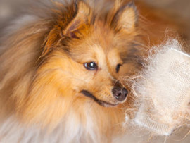 Sheltie being groomed