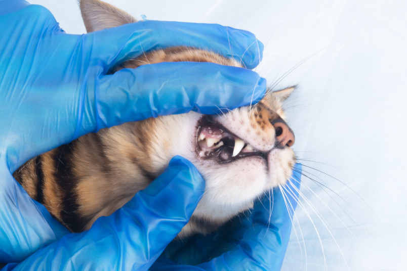 A cat at the vet getting its teeth cleaned to prevent future dental costs.