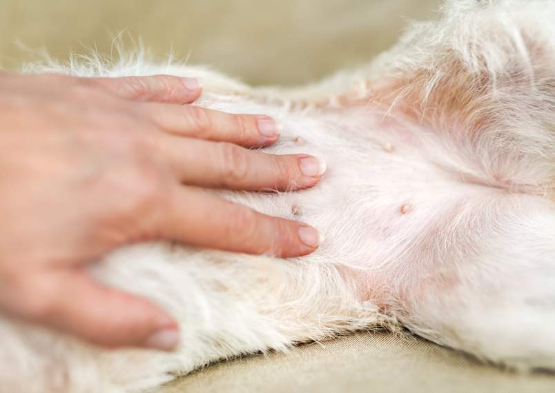 A hand parts the thin white coat on a dog's belly to reveal pink skin and small bumps underneath.
