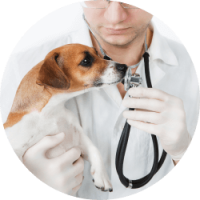 veterinarian examining a dog