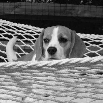 Ditto - Beagle