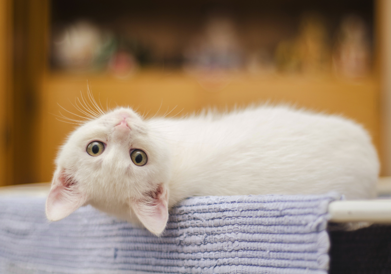 This little diva of a cat named Grace is absolutely adorable. Her pure white fur and bright, round eyes make her stand out as she lies upside down on folded purple towels. With her playful expression and innocent face, she perfectly matches her delicate, feminine name, gazing directly at the camera.