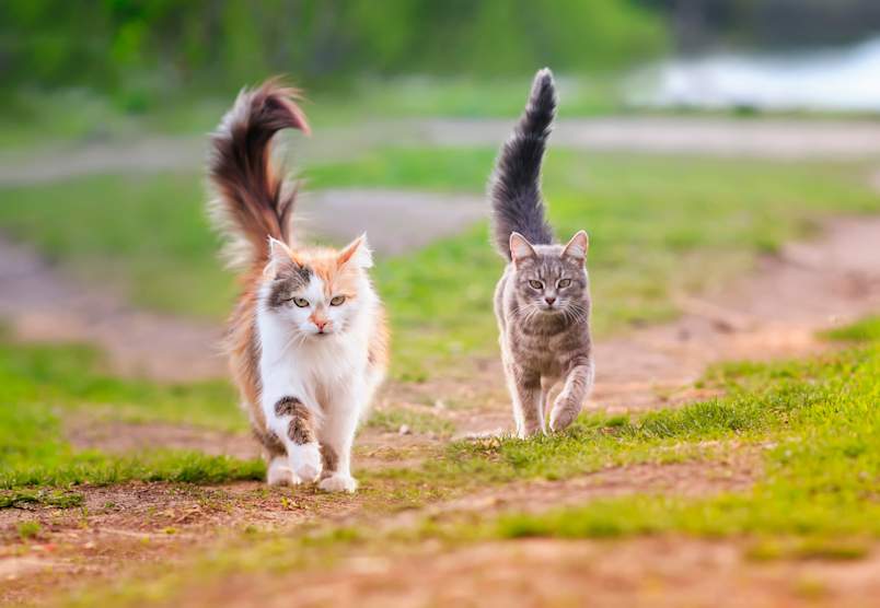 
Two healthy, well-fed cats walking side by side along a sunny outdoor path, tails held high in confident posture. A fluffy calico cat with a long, plumed tail strolls next to a sleek gray tabby, both showcasing the lean, energetic body condition that comes from balanced feeding. This image supports content answering common cat nutrition questions like how much should I feed my cat, how much wet food to feed a cat, how much dry food a cat should eat a day, and how often you should feed your cat. 