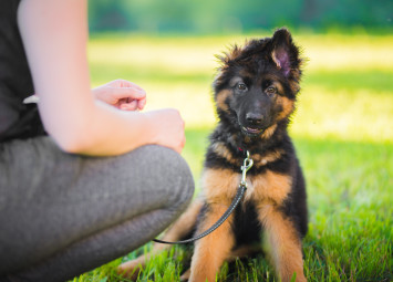 German Shepherd Puppy