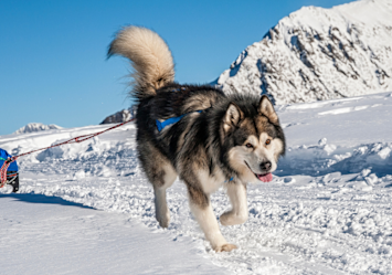 A snow-loving northern breed having fun sledding in the snow, to get some exercise during the winter.