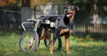tricolored dog in wheelchair