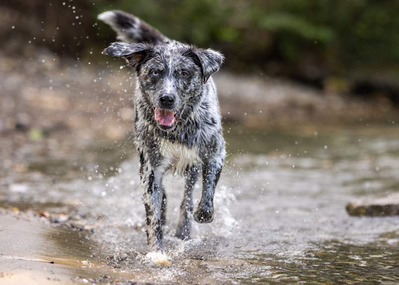 A happy, energetic Aussie Retriever splashes through shallow water, its black and white speckled coat glistening wet as it runs joyfully towards the camera with a wide, tongue-out smile and water droplets spraying around its feet. Like its Labrador Retriever parent, this mixed breed's natural love for water shines through as it playfully bounds through the stream.