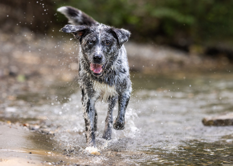 A happy, energetic Aussie Retriever splashes through shallow water, its black and white speckled coat glistening wet as it runs joyfully towards the camera with a wide, tongue-out smile and water droplets spraying around its feet. Like its Labrador Retriever parent, this mixed breed's natural love for water shines through as it playfully bounds through the stream.