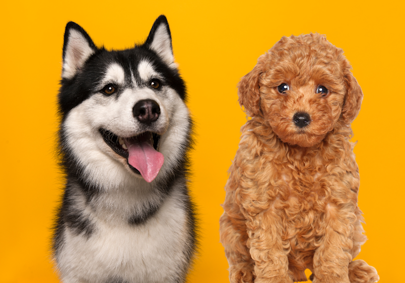 A full grown husky with a poodle makes a husky poodle mix, or cutely called huskydoodle.