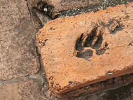 dog paw print in brick