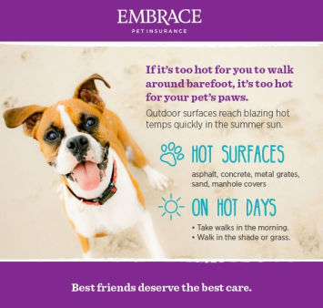 Hot weather infographic to protect your dog's paws on walks