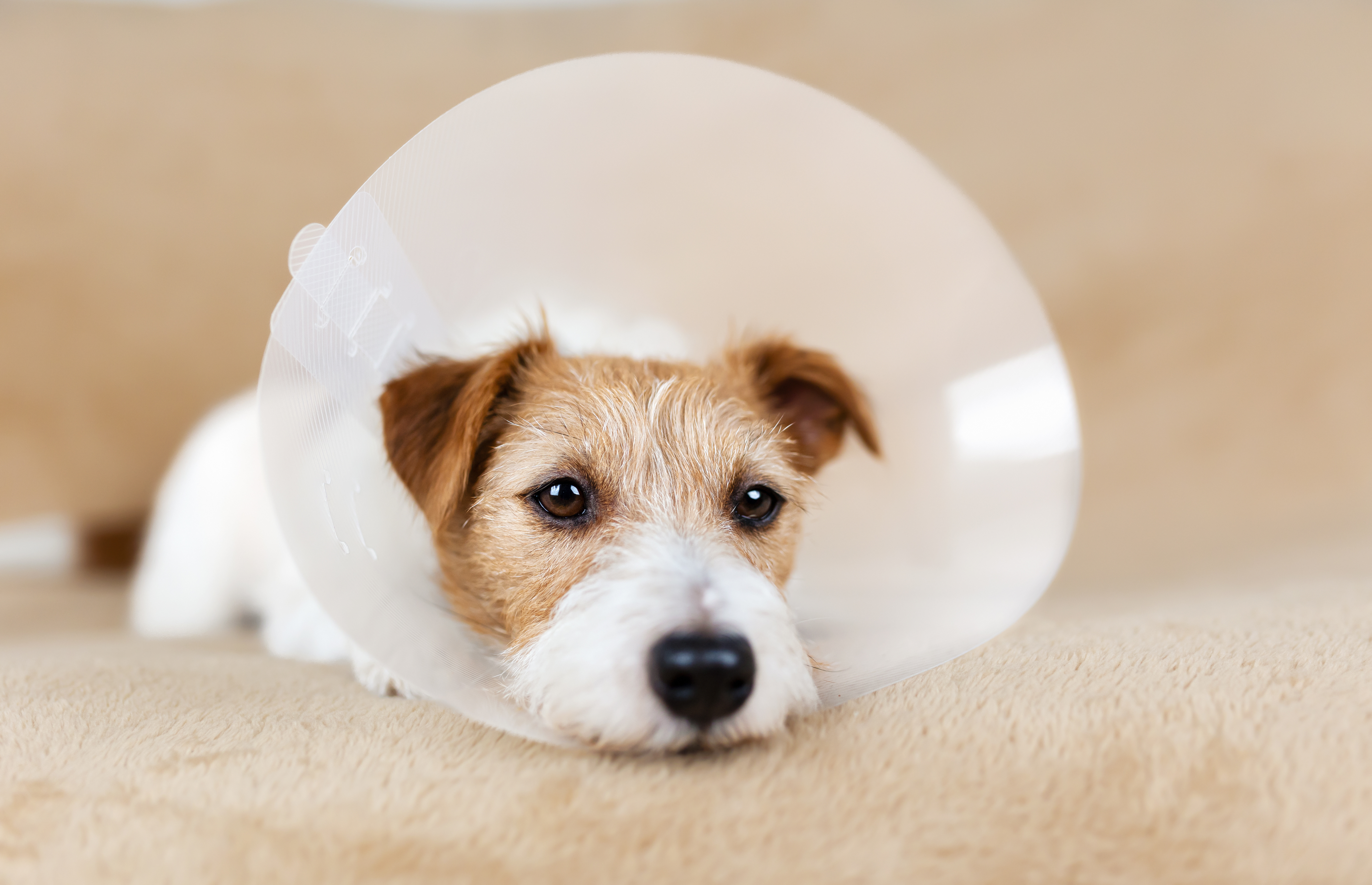 A Jack Russell Terrier puppy lies on a beige carpet wearing a clear plastic Elizabethan collar (e-collar) following surgery, looking directly at the camera with soft, tired eyes. This relatable post-op image is ideal for articles about spay and neuter recovery, the cost of spaying a dog, and what to expect after visiting a spay and neuter clinic. 