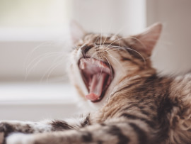 Kitten Yawning and Showing Teeth