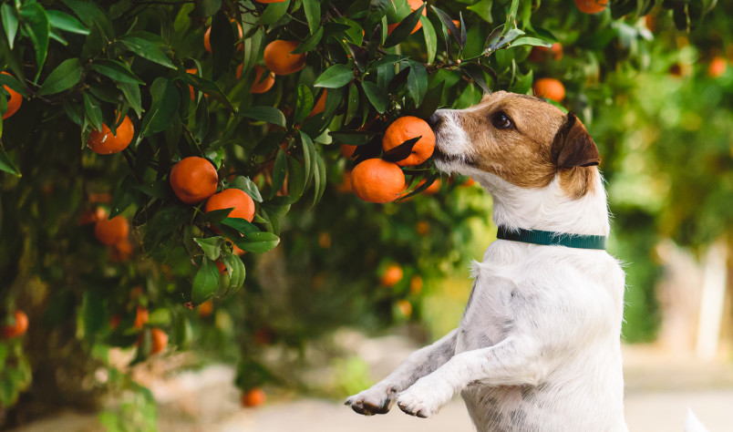 Dog Smelling Oranges