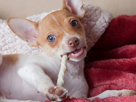 rat terrier chewing on a rawhide