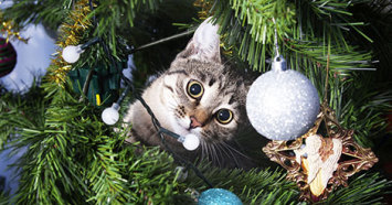 cat in a Christmas tree