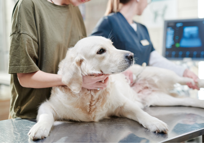  A concerned owner and their dog at the vet, with an MRI image of a blood clot in the background, highlighting the importance of understanding blood clots in dogs, including causes, symptoms, and treatment options.