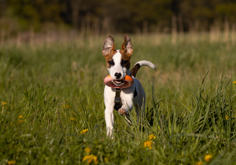 A happy Basenji dog runs through tall grass with yellow wildflowers, carrying a toy in its mouth - showing how providing appropriate toys can redirect a dog's chewing and mouthing behaviors.