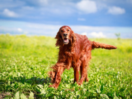 Irish Setter Dog Standing in Grass