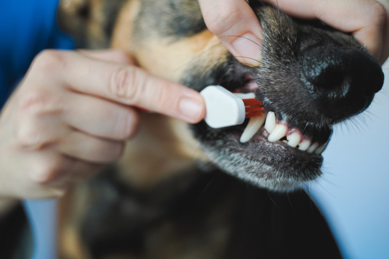 Owner brushing a dogs teeth to prevent future dental costs.