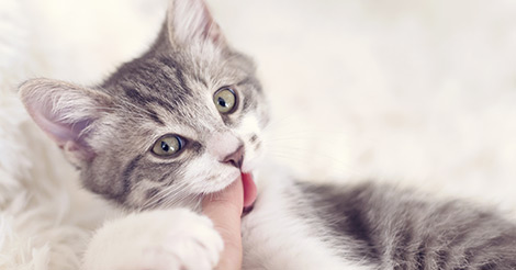 Kitten biting store