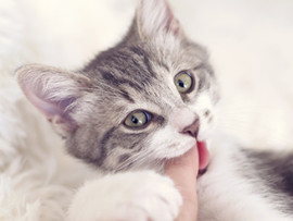 kitten biting finger