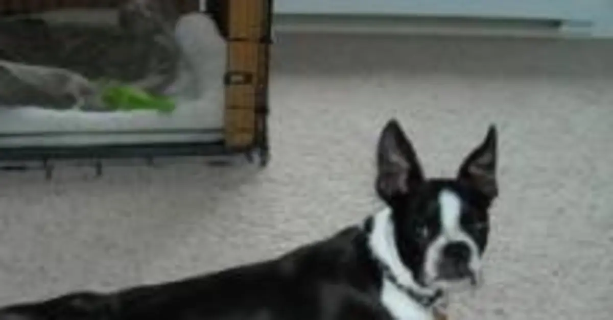 Boston terrier allergies 2024 benadryl