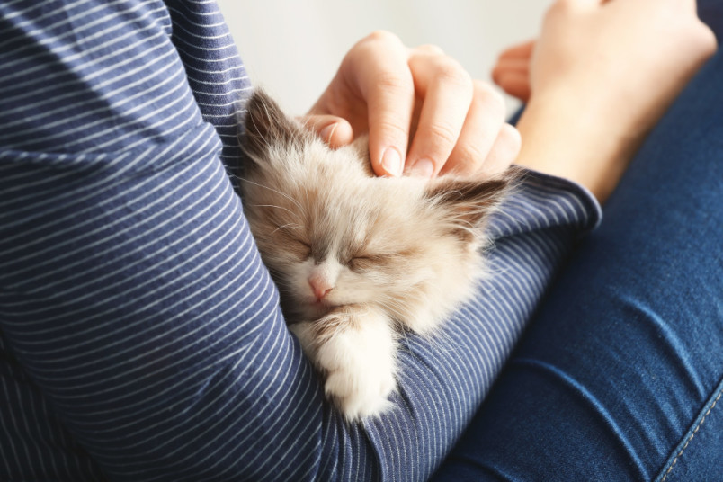 Calm kitten laying with owner