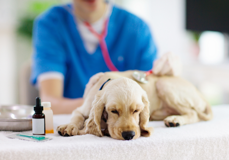 A yellow Labrador being examined by a veterinarian in blue scrubs, displaying common dog fever symptoms such as lethargy and weakness, with medicine bottles visible in the foreground.