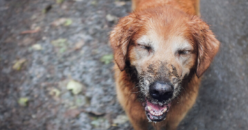 Golden retriever smiling with mud on face