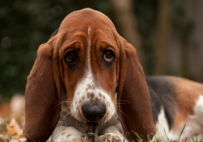 A soulful Basset Hound puppy with droopy eyes and long ears rests its chin on fallen leaves, its deep chest and barrel-shaped body type making this breed susceptible to bloat in dogs.