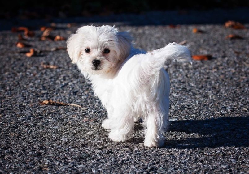 A puppy with a fluffy coat stands on a gravel path, looking back over its shoulder, and curious expression