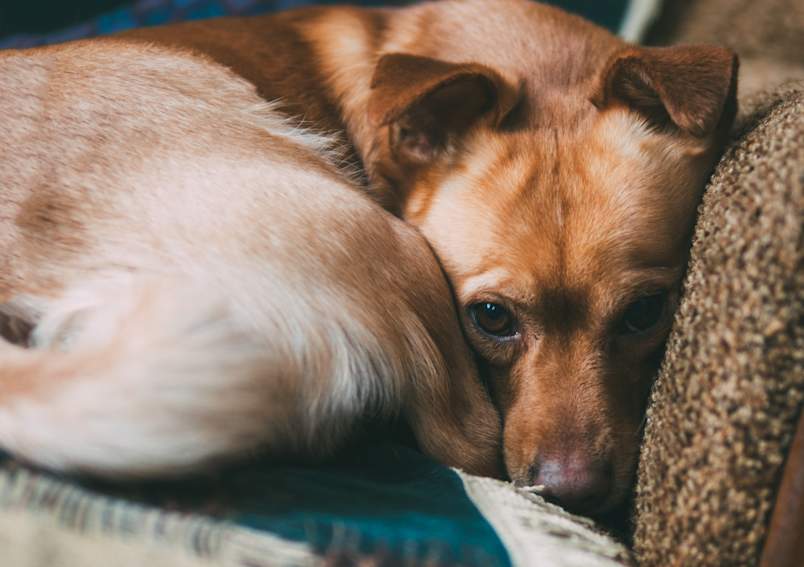 A small brown mixed-breed dog lies curled up in the corner of a couch, resting its head against the cushion with wide, soulful eyes looking directly at the camera. The dog's expression appears melancholy, tired, or withdrawn — making this image ideal for articles about dog anxiety, separation anxiety, dog depression, illness, lethargy, or pet health concerns.