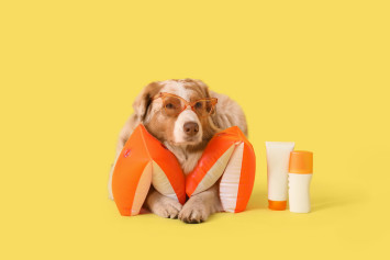 A fluffy dog with a light brown and white coat is wearing orange arm floaties and brown-tinted sunglasses on a bright yellow background. The dog sits beside two sunscreen bottles, emphasizing the importance of sun protection for pets. 