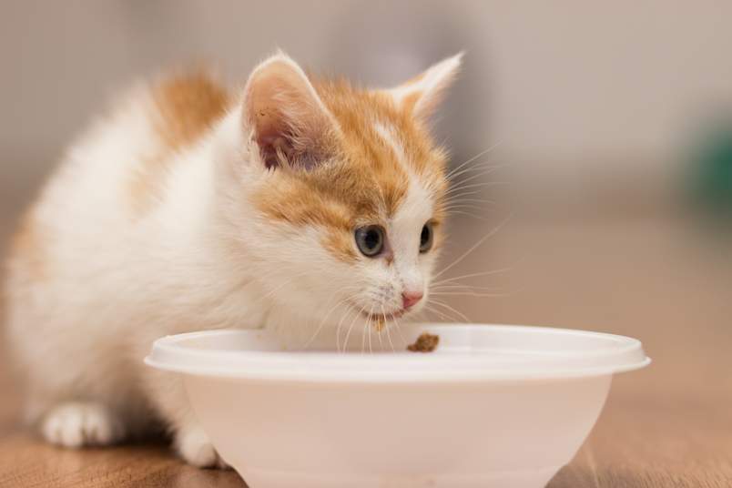 A young orange-and-white kitten leans into a white bowl to nibble a bit of wet food, whiskers forward and focused on the meal.