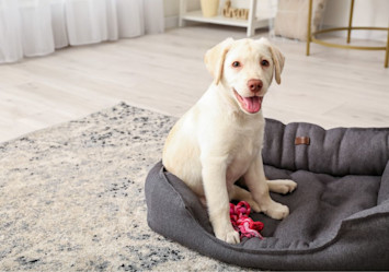 A cheerful young white Labrador puppy with a cream-colored coat sits alertly on a plush gray dog bed, showcasing the perfect model for choosing unique and cute boy dog names as he displays a happy, open-mouthed expression next to a red rope toy.